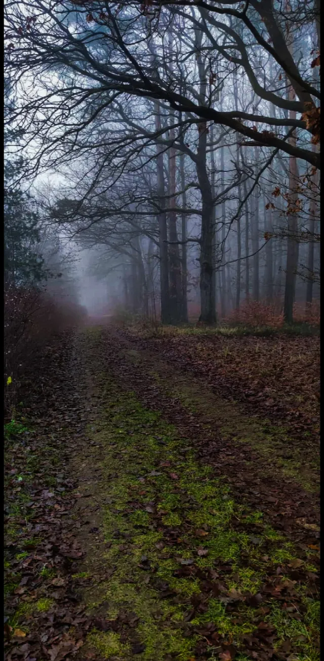 Wald Nebel Herbst blätter Bäume