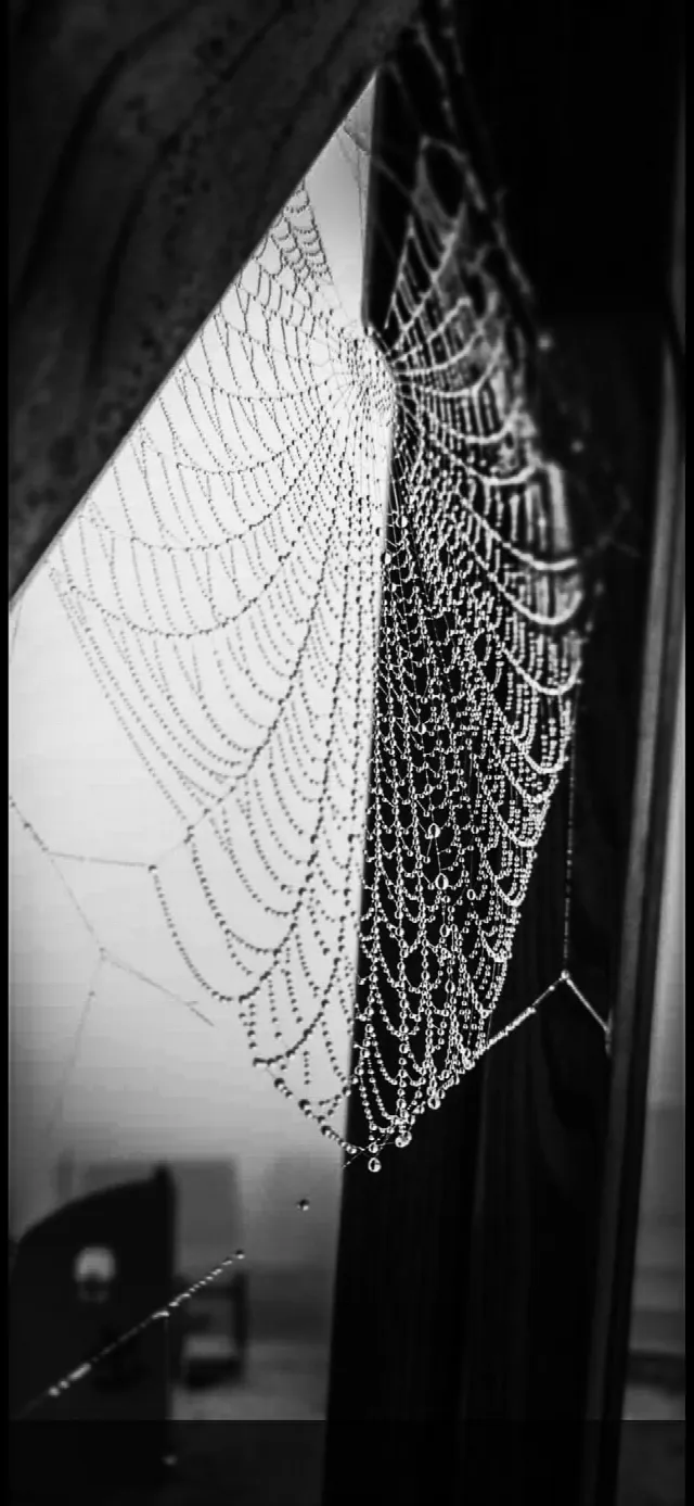 Spinnennetz