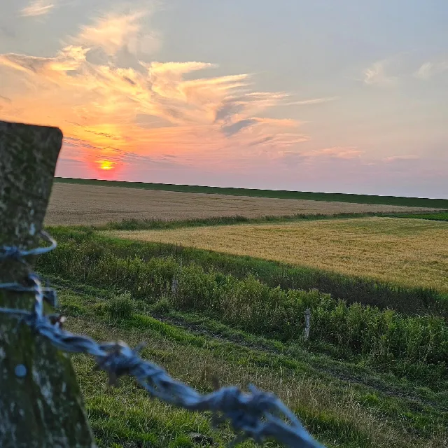 Nordsee sonnenuntergang weide herde wiese zaun